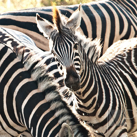 Zebra watching
