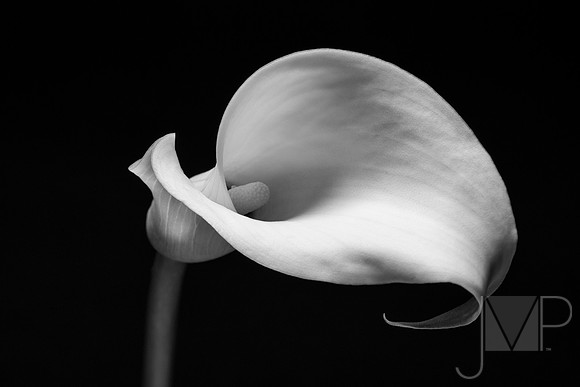 Calla Study 4