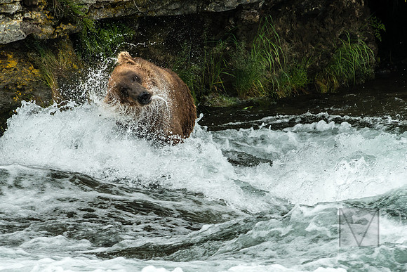 The Bear Shake