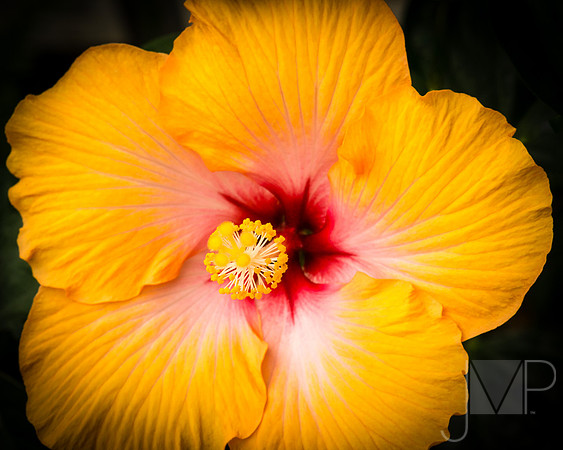 Hibiscus Sunset