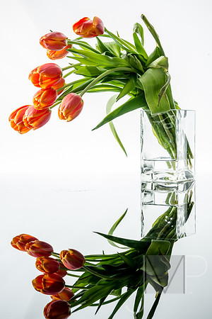 Orange Tulip Circle