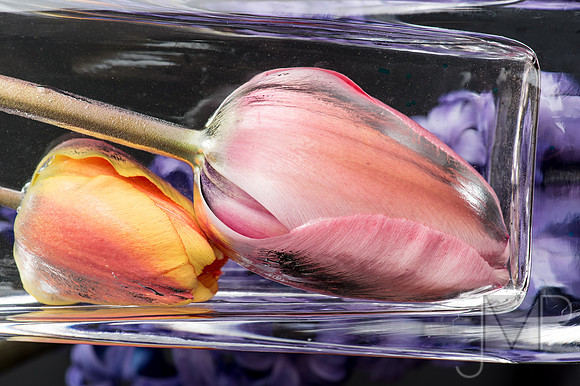 Spring on Ice 2