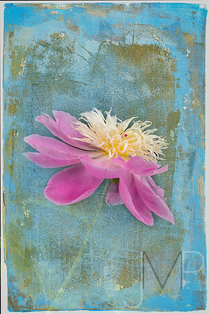 Peony Blues