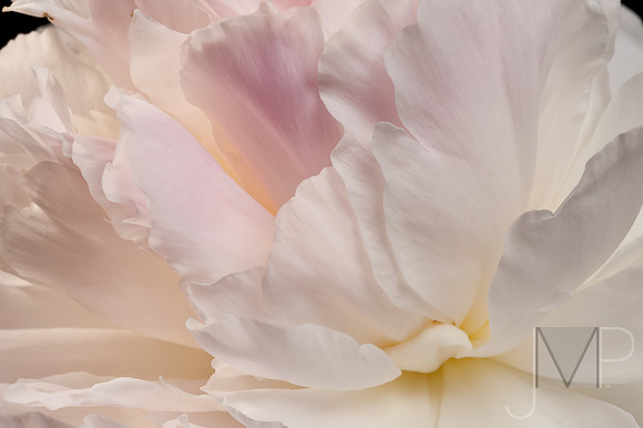 Peony Glow 1