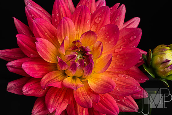 dark dahlia with dew