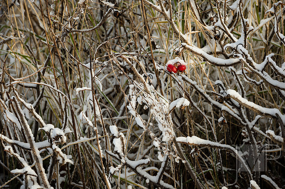 20121230_snow_001-2