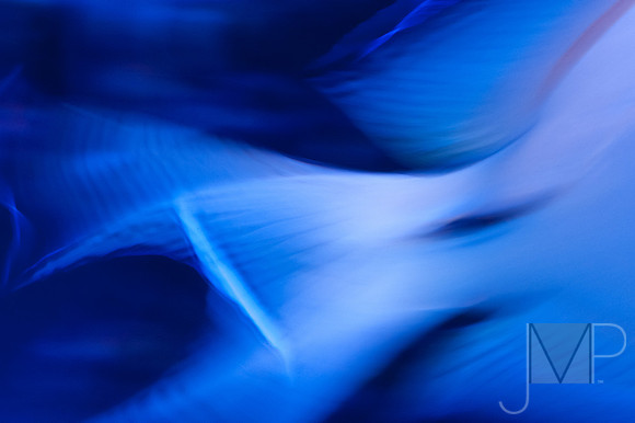 Blue Fin
