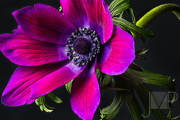 Twisted Passion