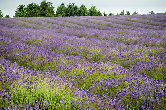 Lavender Fields Forever