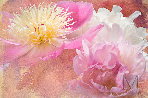 Peony bouquet