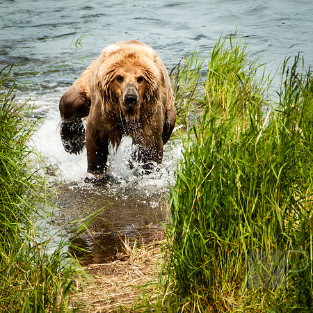 Bear Frenzy