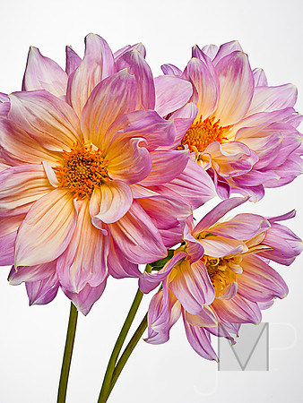 Dahlia Trio