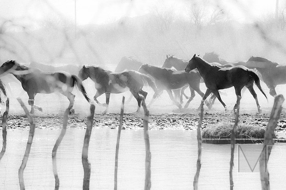Horses on the Fence