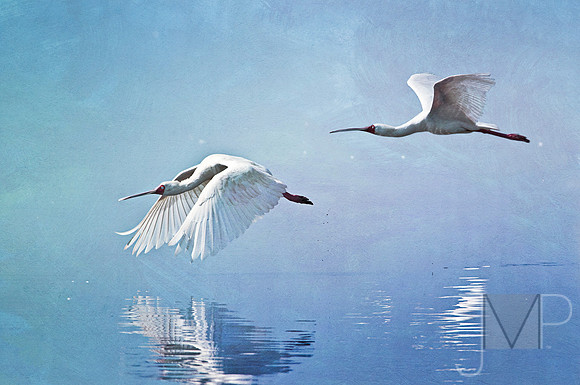 African Spoonbill