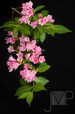 Spring Blossoms
