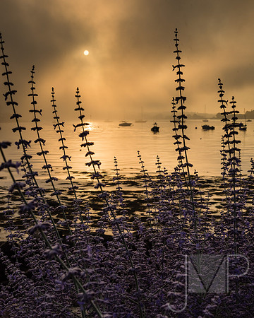 Shooting through flora