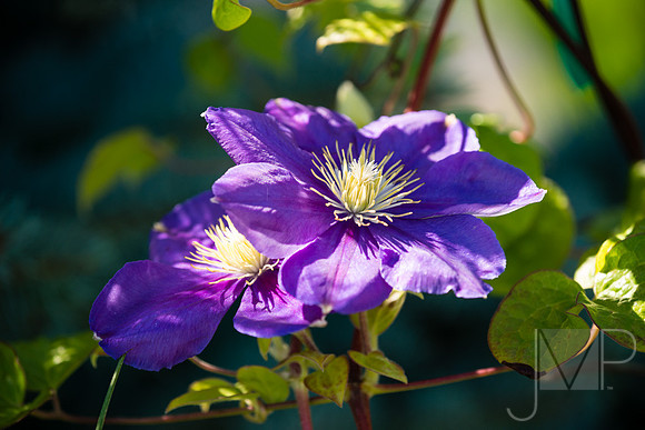 Glare and Dappled Light