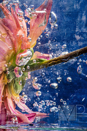 Metallic Dahlia