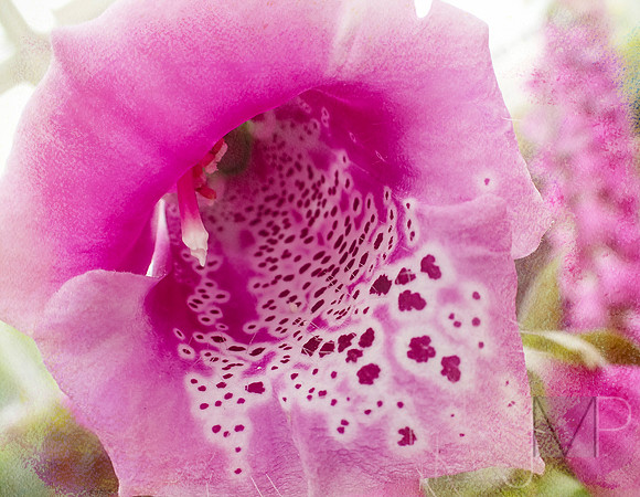 Foxglove in pastel