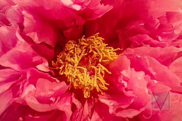 Peony ruffles