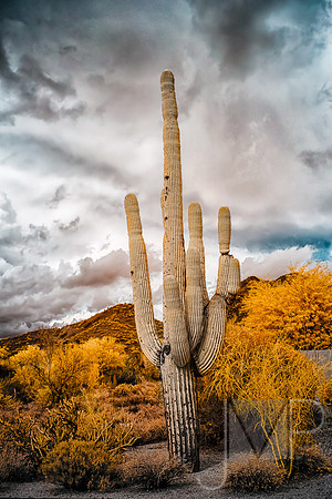 Saguaro