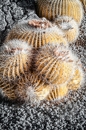 Barrel Cactus Grunge