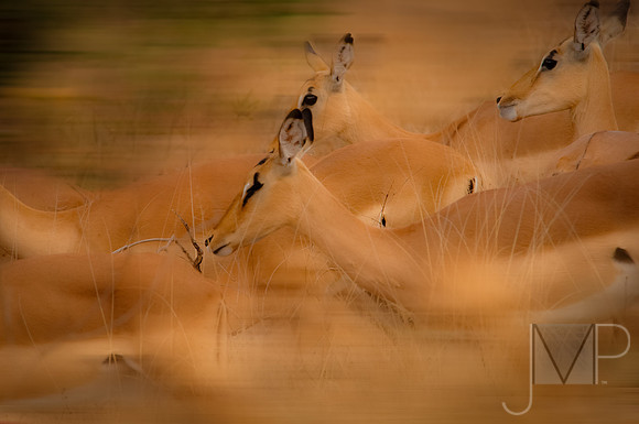 African Motion