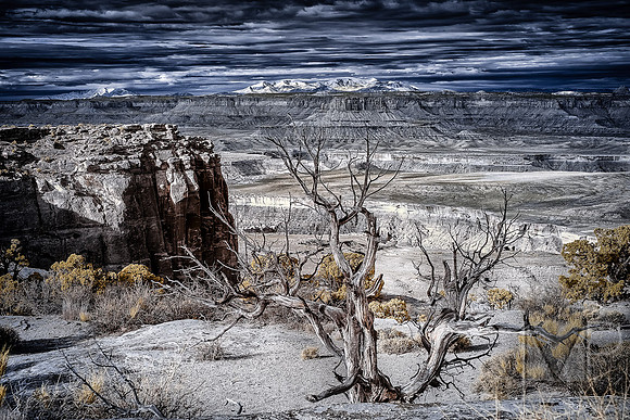Canyonlands Old Tree