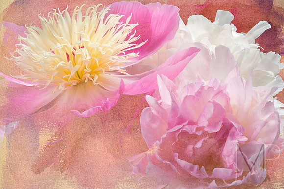 Peony bouquet