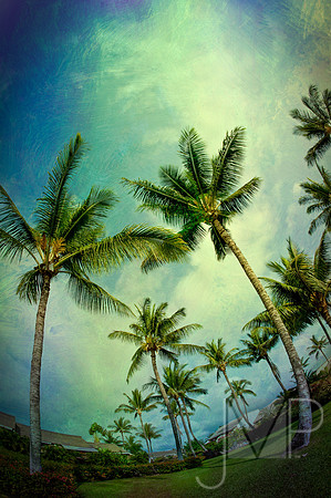 Palms