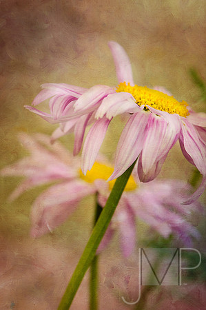 Daisies