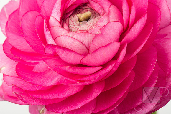 Ranunculus in Pink 2