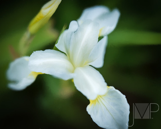 Iris Top