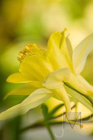 yellow 2