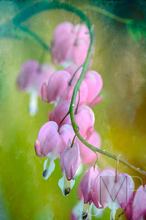 Spring parade of bleeding hearts