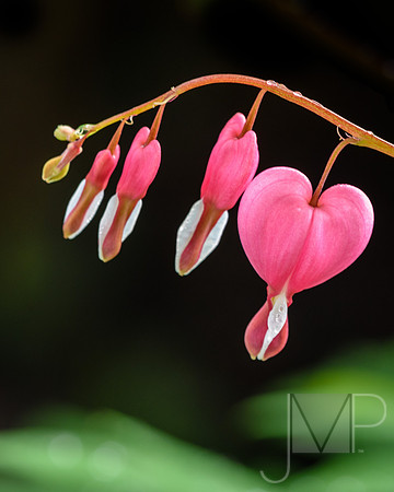 Bleeding Hearts alt