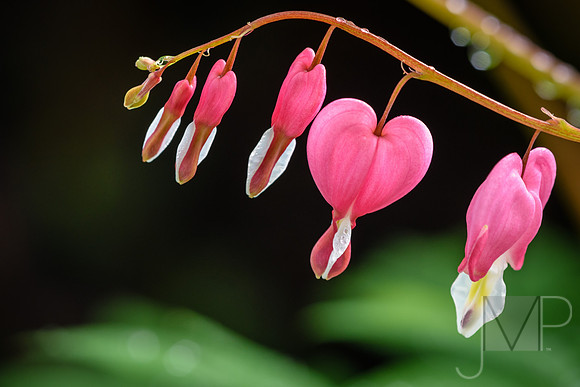 Bleeding Hearts 1
