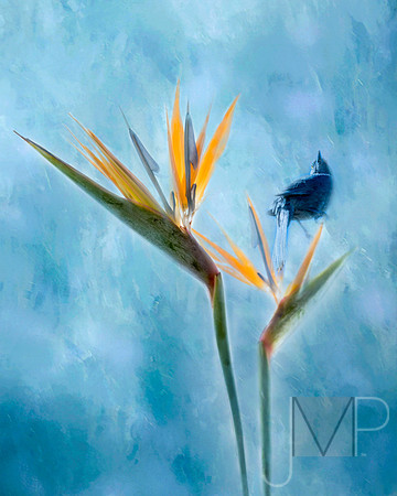 Bird in Paradise