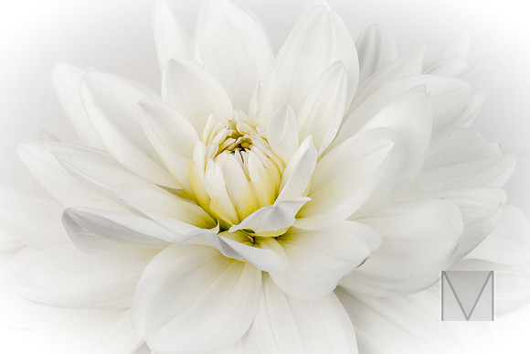 purity 2