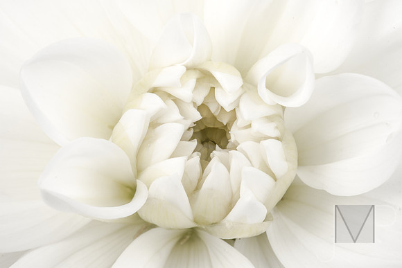 Purity