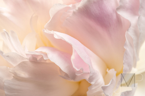 Peony Glow 2