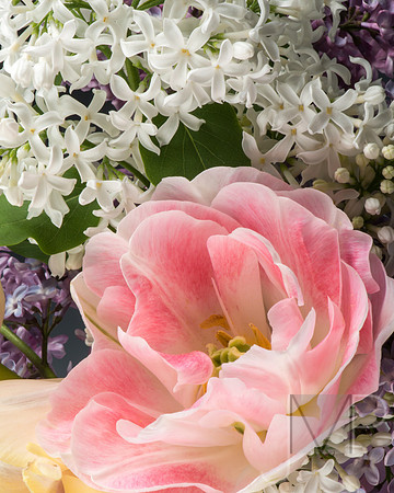 First Blush of Spring