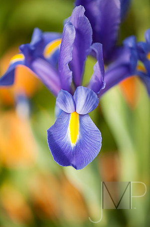 Iris 2