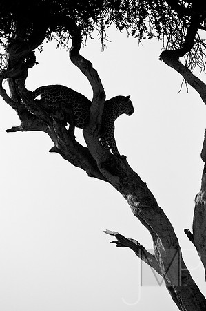 Leopard Silhouette