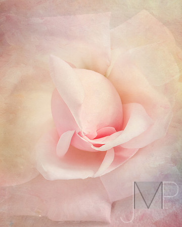 Blush of a Rose