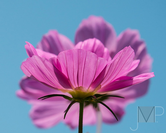 Pink and Blue