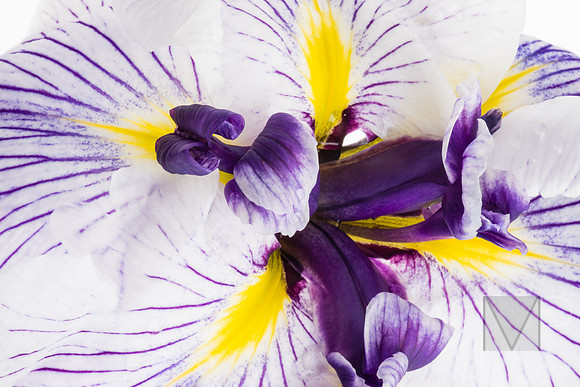Japanese Iris