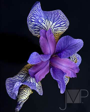 Dance of the Iris