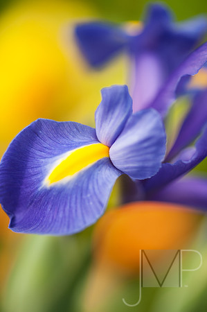 Iris 1